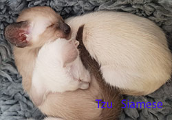 Tzu Siamese