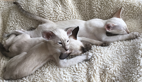 siamese kittens for sale