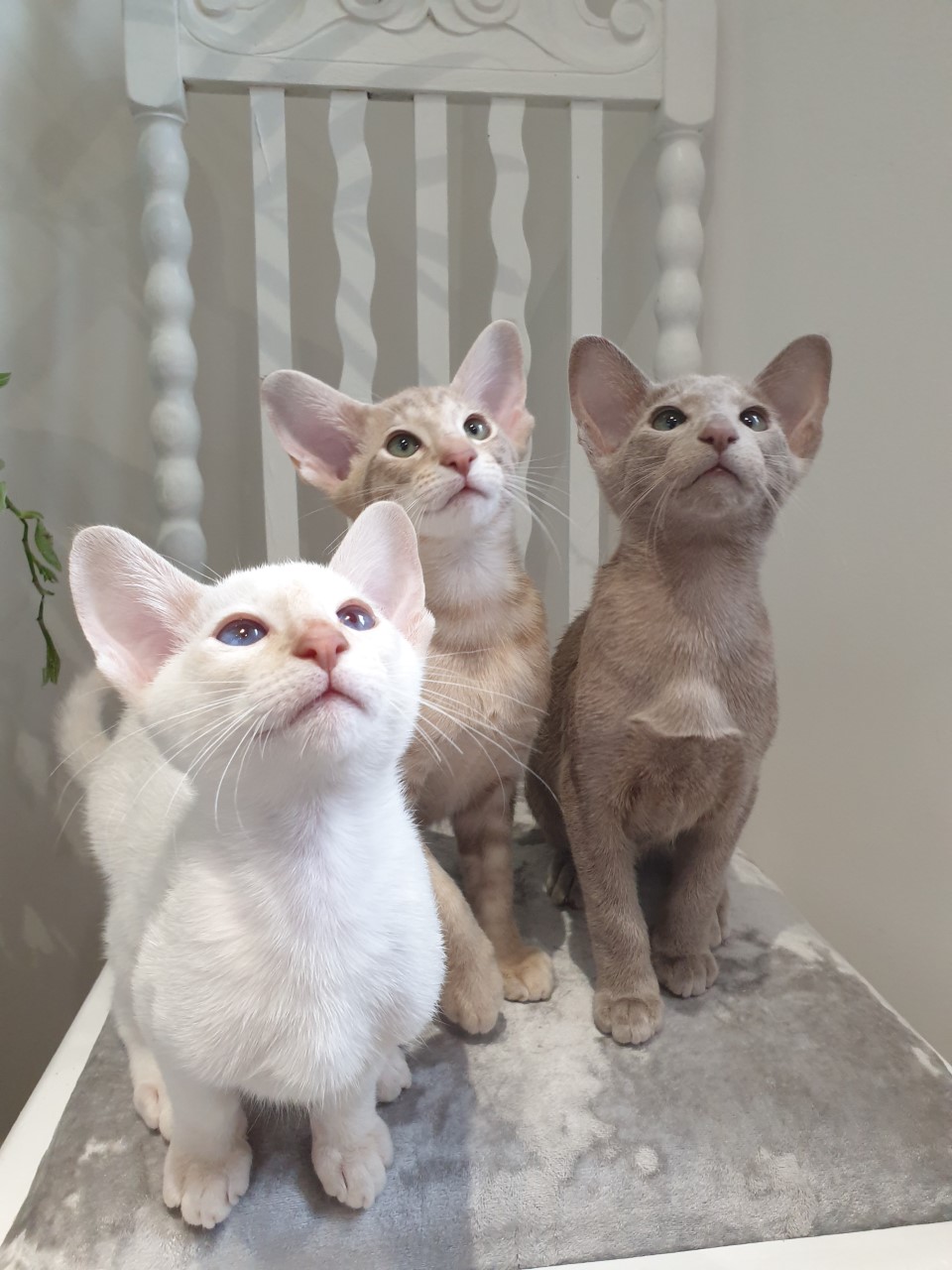 Siamese and Oriental Kittens for sale