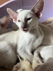 Metexa Kittens