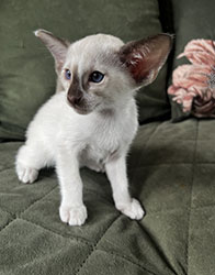 Metexa Kittens