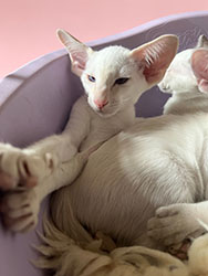 Metexa Kittens