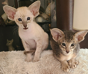 Tzu Kittens